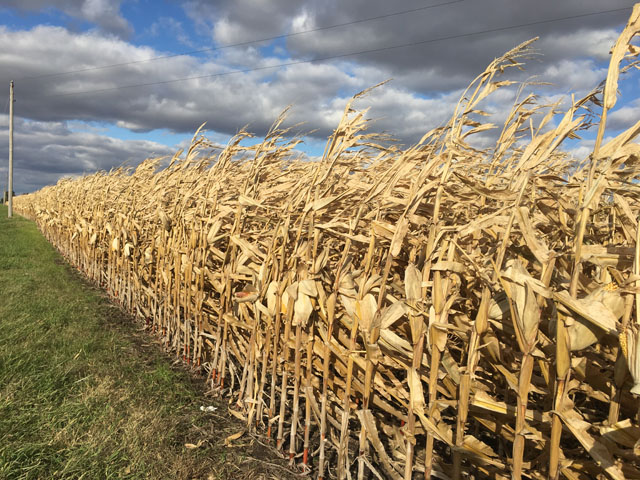 Producers with Federal Crop Insurance and standing crops can request more time to harvest, but a Dec. 10 deadline looms to qualify. (DTN photo by Pamela Smith)